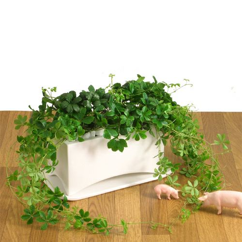 形や素材が個性的な植木鉢｜[公式] e-花屋さん 本店