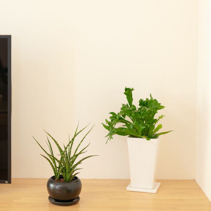 植木鉢 gardens 植木鉢 大型 おしゃれ プラスチック 室内 エコ
