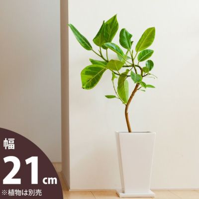 欲しい植木鉢が見つかる！室内外おしゃれプランター専門店