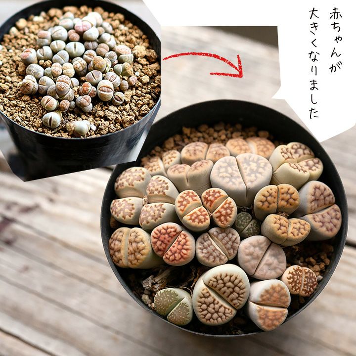 メセン 多肉植物 リトープス ワイン色紫萱玉 8苗 抜き苗 立派 保証あり 2号(3鉢)