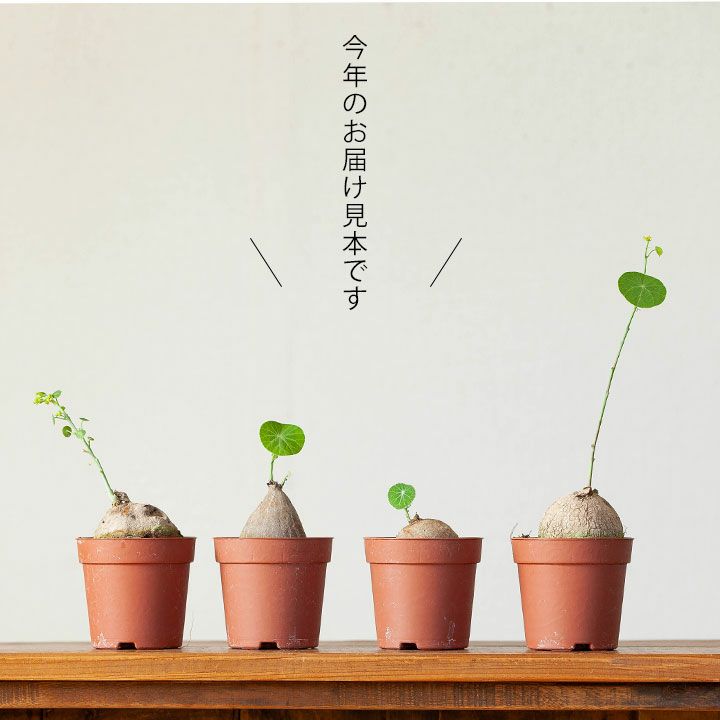 塊根植物ステファニア ピエレイ | [公式]e-花屋さん