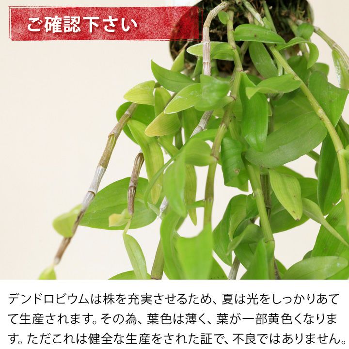 斑入りピエラルディー　超稀少　洋蘭　洋ラン　デンドロビウム　ガーデニング　山野草 斑入りピエラルディー 超稀少 洋蘭 洋ラン デンドロビウム