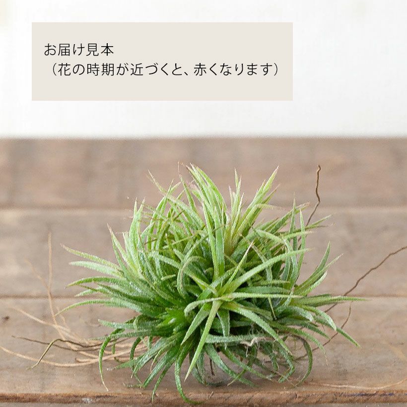 hohenbergia Ouchi 乱雑 群生