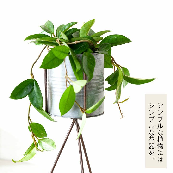 めずらしい グリーン のホヤ カルノーサブリキスタンド付きです 公式 E 花屋さん
