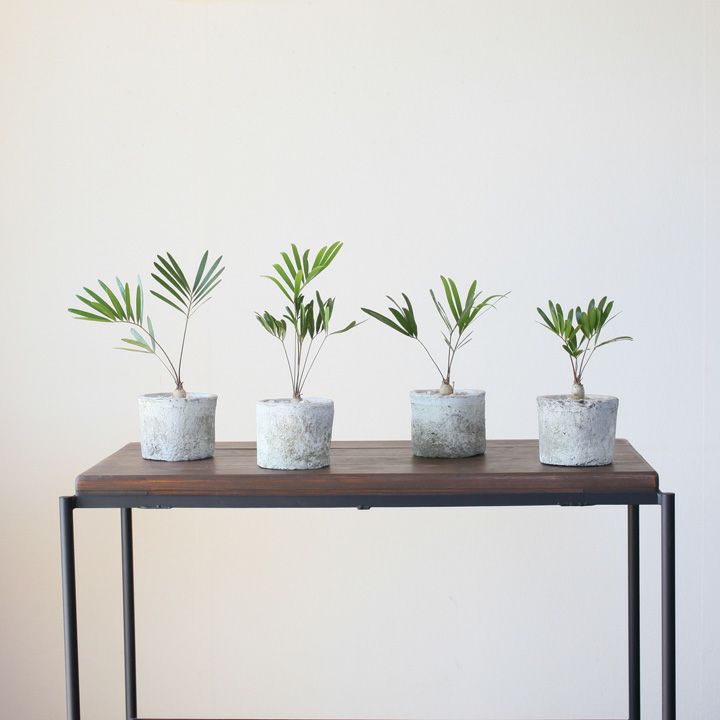 観葉植物 ザミア フロリダーナ 特大 ザミア フロリダーナ 【観葉植物 6号／1個売り】｜ 【植物の