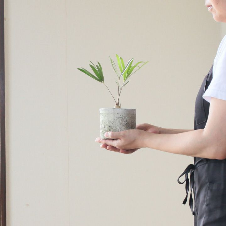 ザミア フロリダーナ 公式 E 花屋さん