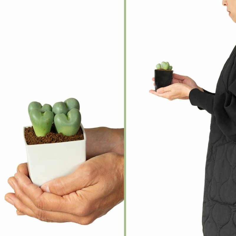 コノフィツム脱皮する多肉植物｜水少ないとしわしわに育て方付き