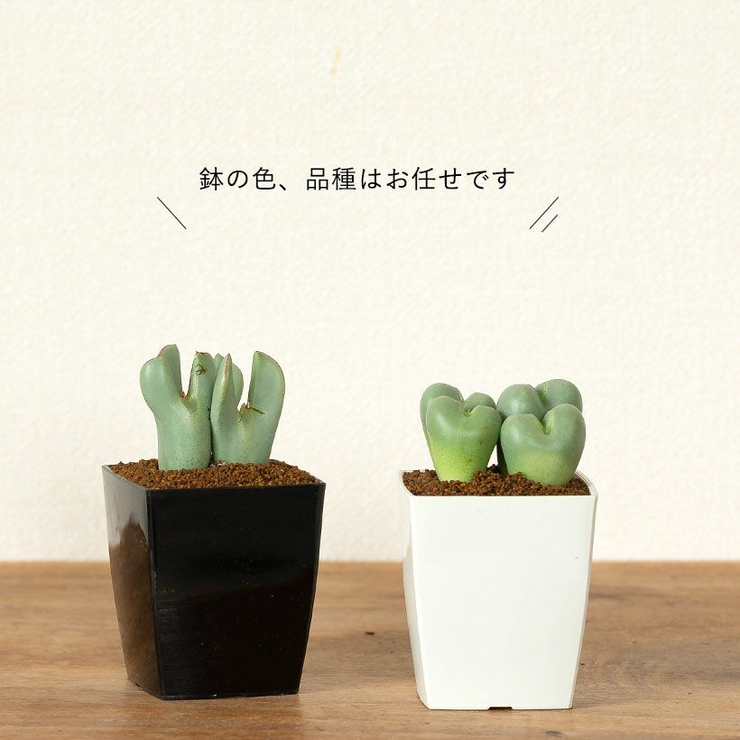 53 #多肉植物ア工オ二ウム錦❤️キツネ狩りを錦❤️1大頭5-6子芽11cm拔