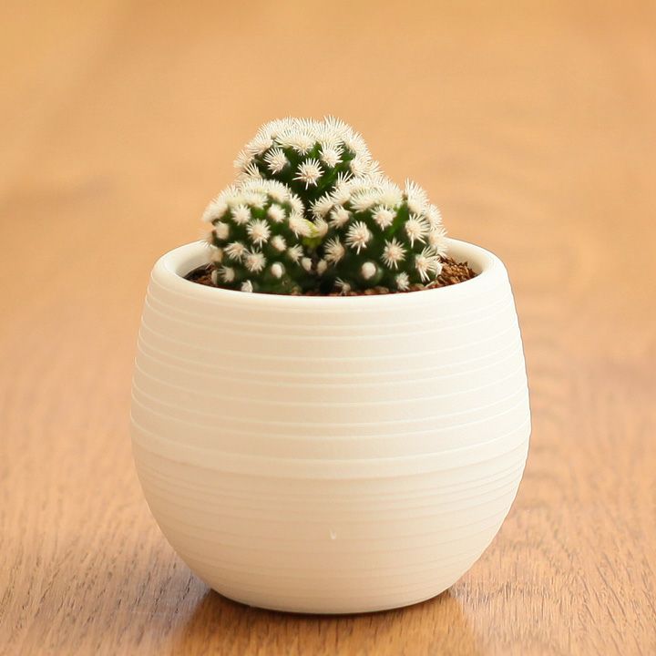 明日香姫（サボテン・マミラリア クラシリス）【2鉢セット】 [公式]e花屋さん