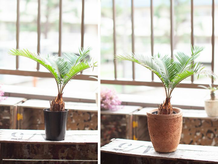 蘇鉄 ソテツ鉢植え その他苗木 植木 Kingsafaritours Com