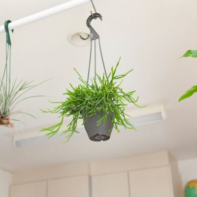 【専用】リプサリス✳︎さま Amazon｜リプサリス 9種類から選べる サボテン 多肉植物 3号