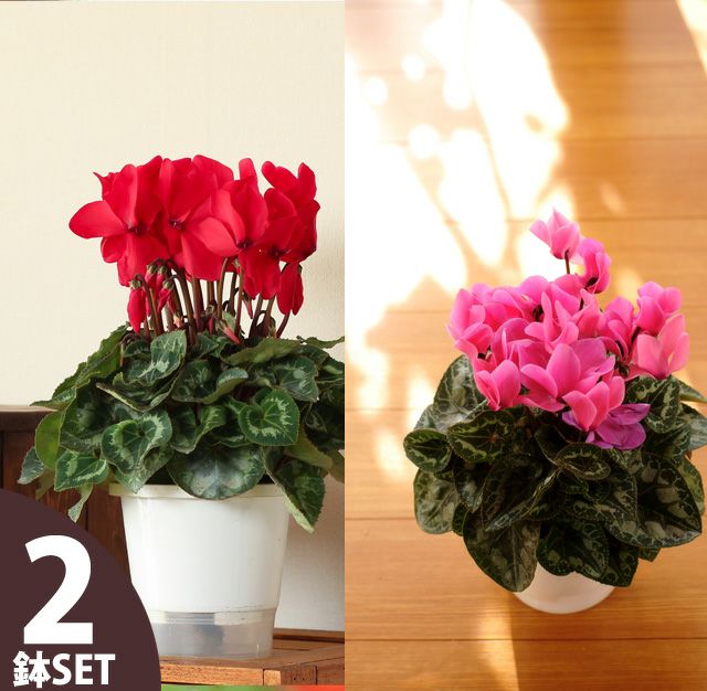 季節ごとの旬な植物 公式 E 花屋さん 本店