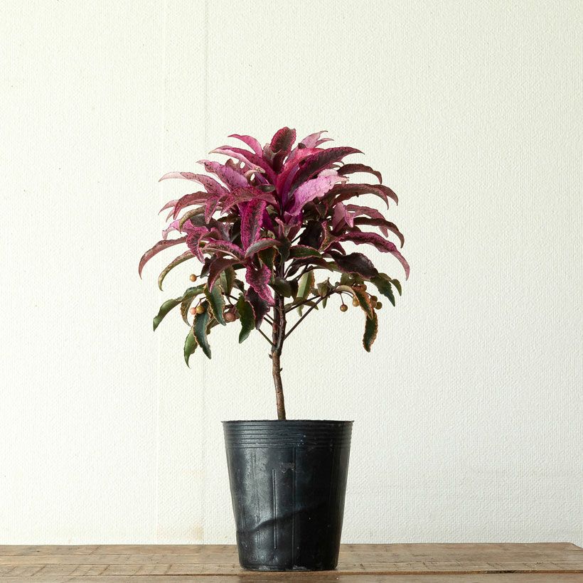 万両・紅孔雀マンリョウベニクジャク｜赤い斑入り葉が庭の差し色に