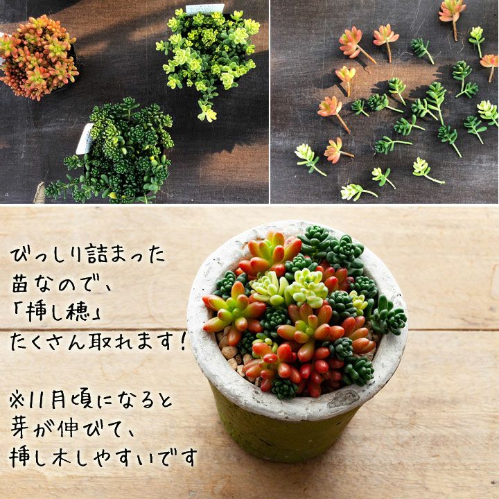 虹の玉（ニジノタマ）葉挿し苗｜育て方付き！冬越し簡単セダム