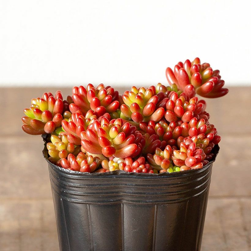 ニジノタマ　虹の玉　多肉植物　セダム Sedum rubrotinctum(セダム 虹の玉(にじのたま))6㎝ポット[多肉植物