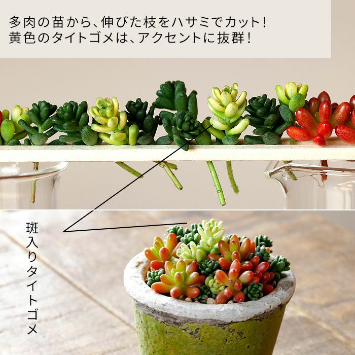 セダム タイトゴメの斑入り 多肉植物 3号苗 公式 E 花屋さん