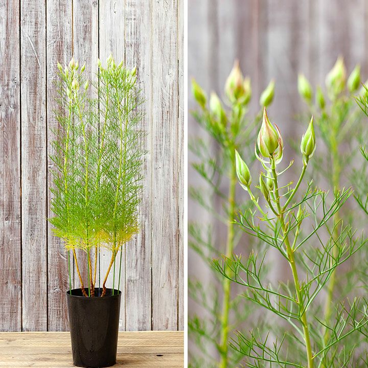 セルリア・プリティピンク紙細工みたいな花｜育てやすい品種e-花屋さん