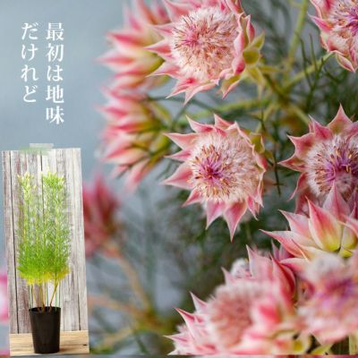セルリア・プリティピンク紙細工みたいな花｜育てやすい品種e-花屋 