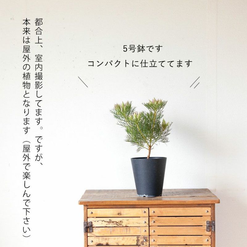 セルリア・プリティピンク紙細工みたいな花｜育てやすい品種e