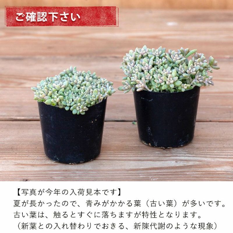 ヒメシュウレイ(多肉植物・姫秋麗) ｜e-花屋さん