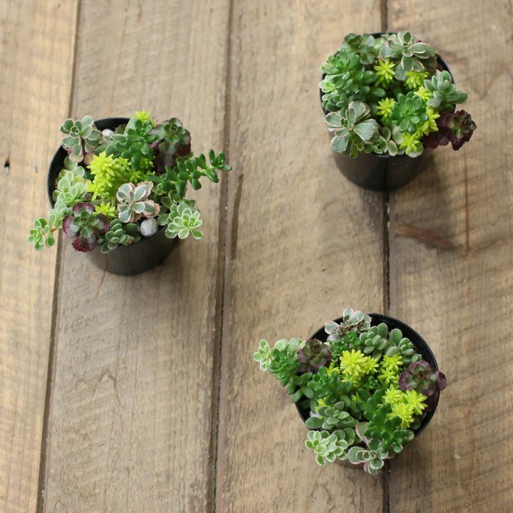 000000001319-03-l.jpg?t= 000000001319-03-l.jpg?t=