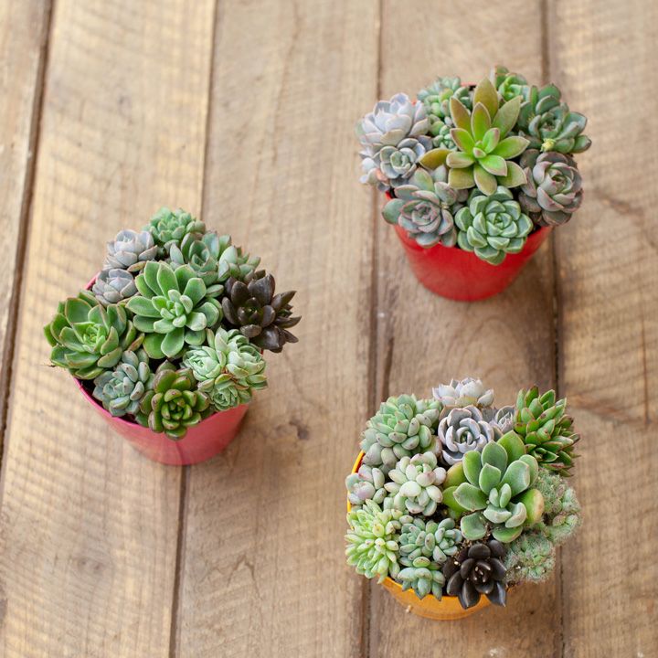 多肉植物の寄せ植え 3号ポット カラーpot 色お任せ のオマケ付き 公式 E 花屋さん 多肉植物の寄せ植え 3号ポット カラーpot 色お任せ のオマケ付き 公式 E 花屋さん