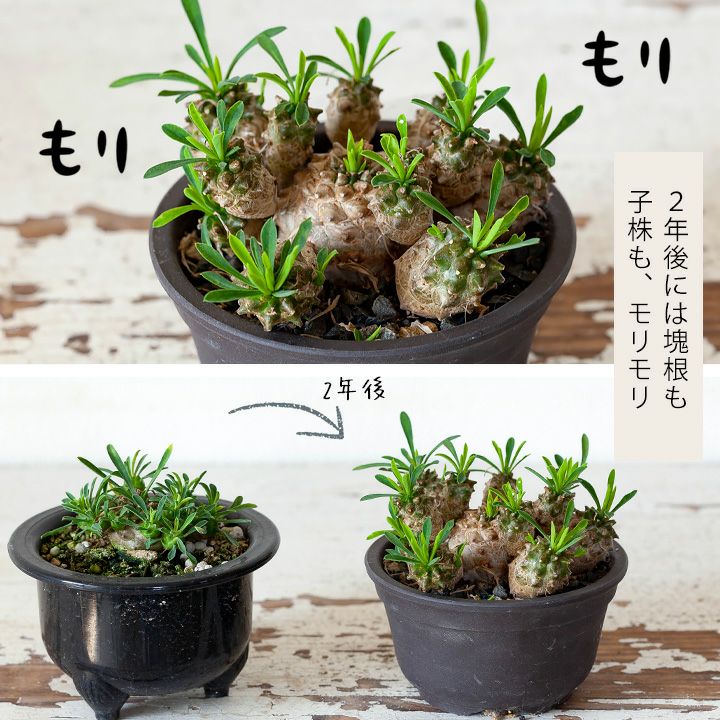 ユーフォルビア　我眉山　特大株 ユーフォルビア 蛾眉山 – karen* flower store