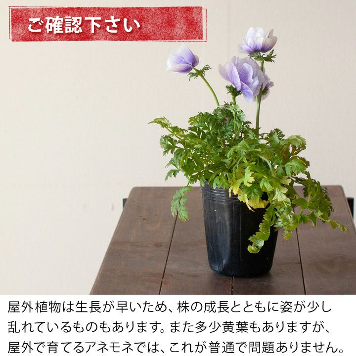 アネモネ｜鉢植えに適した球根大きい2年生苗（3.5号サイズ）