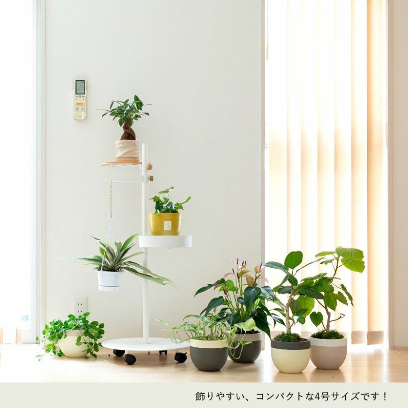 コウモリラン・ビーチーを部屋に吊り下げ