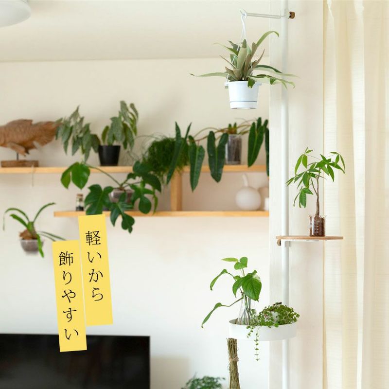 コウモリラン・ビーチーを部屋に吊り下げ