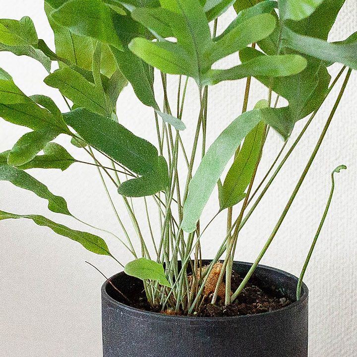フレボディウム ブルースター 株が成熟し 魅力が出てます 公式 E 花屋さん