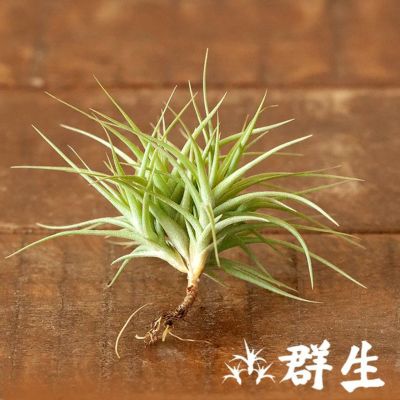 名人杉山さんのティランジア・アエラントス