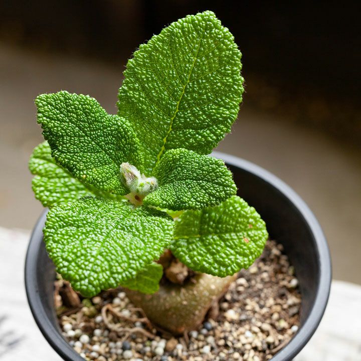 観葉植物 多肉植物 シンギニア ブラータ フロリアノポリス ボボボーボ・ボーボボ - 植物/観葉植物