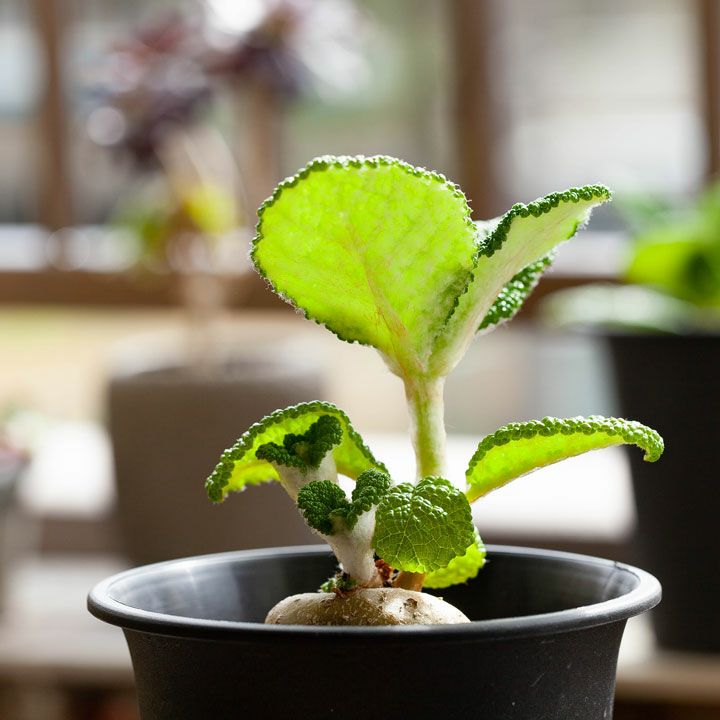 シンニンギア・フロリアノポリス育て方付き｜花が咲く塊根植物