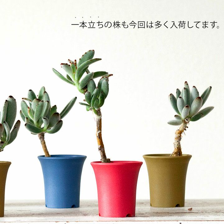 Koboku 古木 のツキトジ 公式 E 花屋さん Koboku 古木 のツキトジ 公式 E 花屋さん