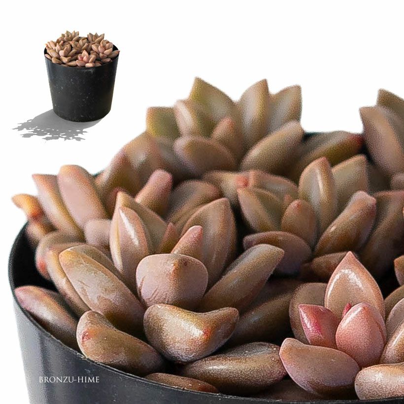 Top【選抜株】多肉植物　264181ブロンズ フェイス　63個　鉢無し/脱土 グラプトペタラム「ブロンズ姫」 | [公式]e-花屋さん