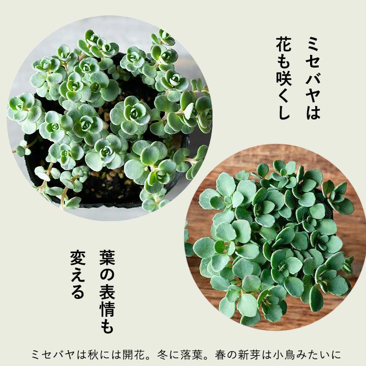 とっても可愛いのに とっても強い 赤葉カラフトミセバヤ 公式 E 花屋さん