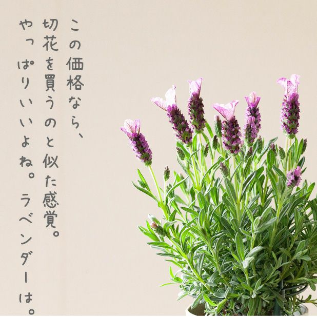 花が大きいラベンダー ラヴェアンナ ピンクロリポップ 4号鉢 公式 E 花屋さん 花が大きいラベンダー ラヴェアンナ ピンクロリポップ 4号鉢 公式 E 花屋さん