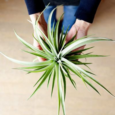 ハリシー大きめサイズ（Tillandsia harrisii ）銀葉種の代表的存在e花屋