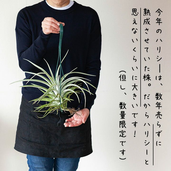 ハリシー大きめサイズ（Tillandsia harrisii ）銀葉種の代表的