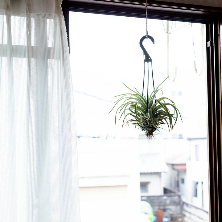 ハリシー大きめサイズ（Tillandsia harrisii ）銀葉種の代表的