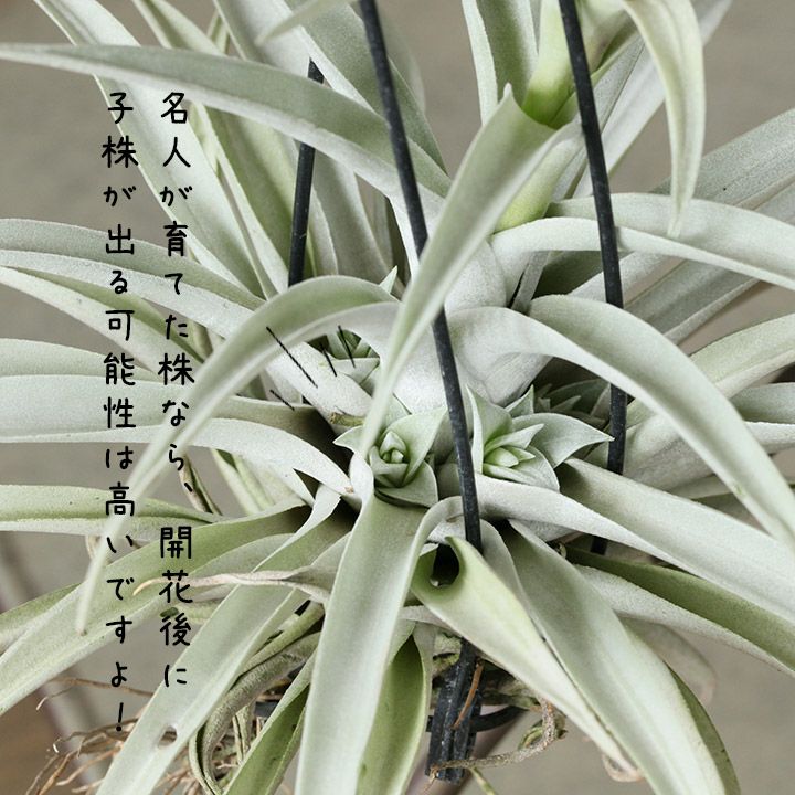 M*s様 現物　チランジア・ハリシー ＸＬ　花付き 000000001384-01-l.jpg?t=