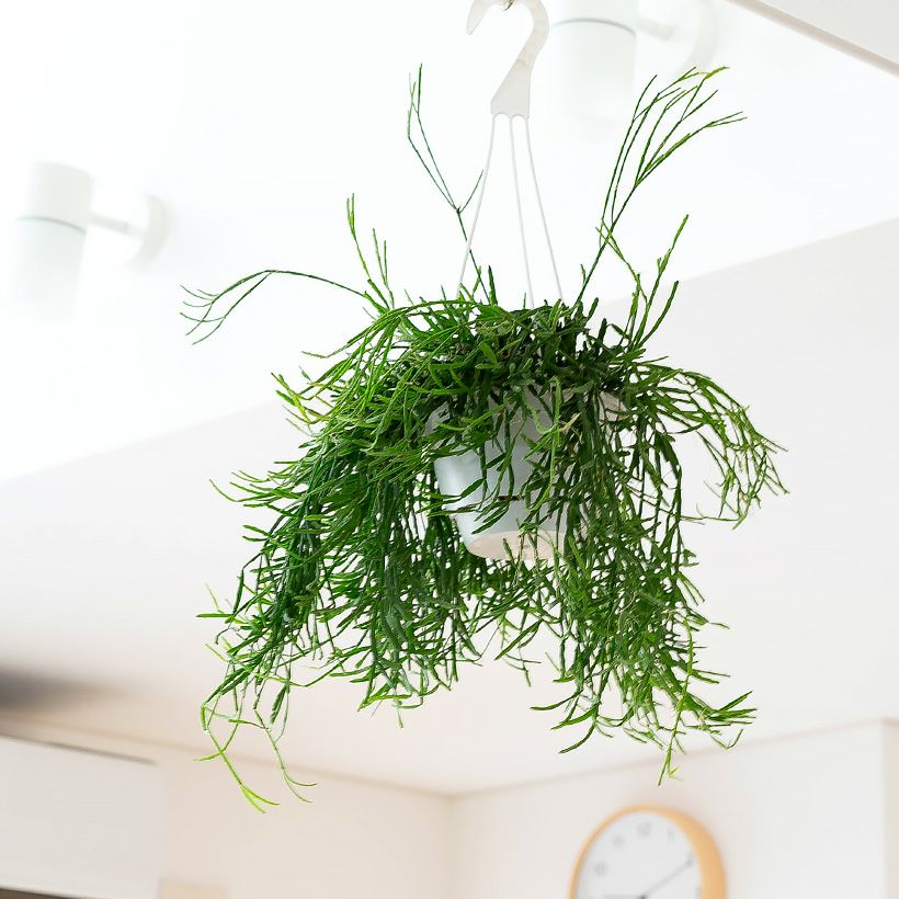 リプサリス・エワルディアナ（育て方付き）多肉植物｜e-花屋さん