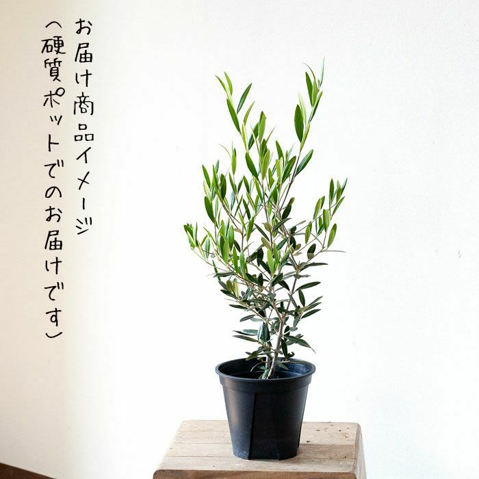 オリーブ ヒナカゼ 同梱不可商品 公式 E 花屋さん オリーブ ヒナカゼ 同梱不可商品 公式 E 花屋さん