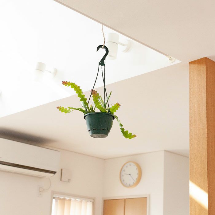 吊るす観葉植物インテリア選 E 花屋さん