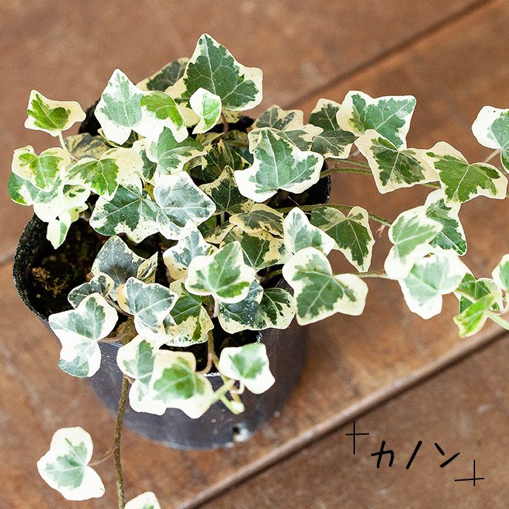 あまり出回らない 可愛らしい斑入りのアイビー ヘデラ へリックス 公式 E 花屋さん