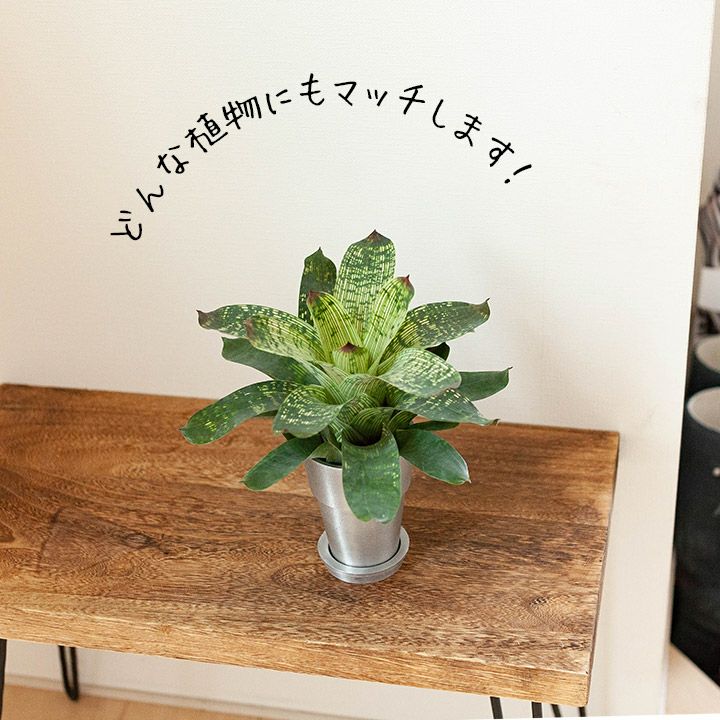シルバーシリンダー植木鉢｜2.5号～3号の観葉植物の植え替えに