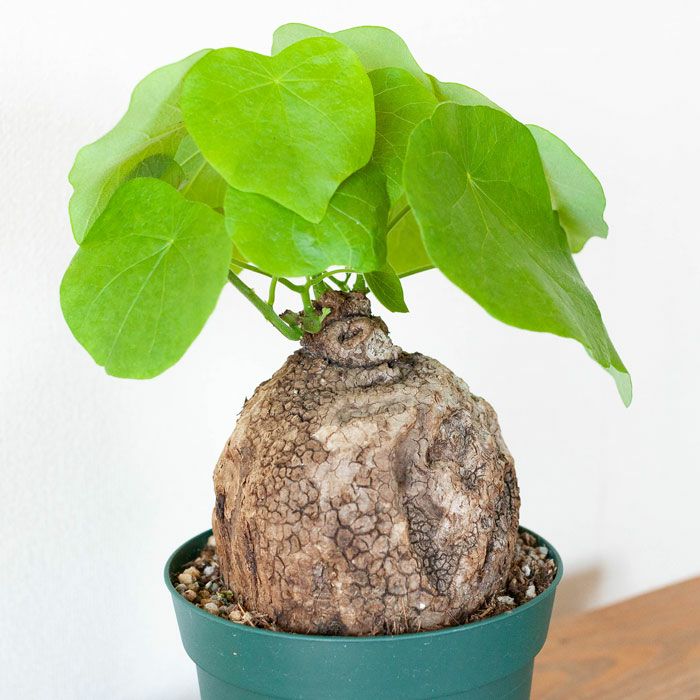 ステファニア・ヴェノサtypeA | [公式]e-花屋さん