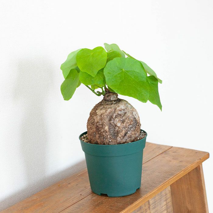 ステファニア・ヴェノサtypeA | [公式]e-花屋さん