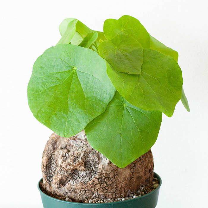 ステファニア・ヴェノサtypeA | [公式]e-花屋さん